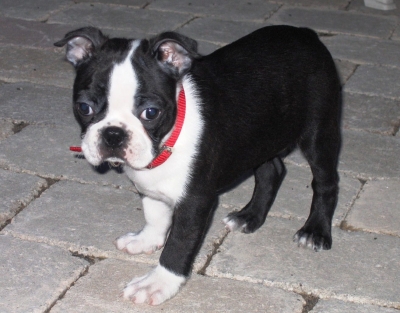 Puppy Training